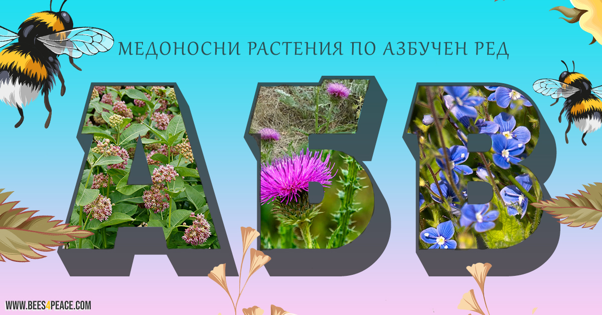 Медоносните растения АБВ