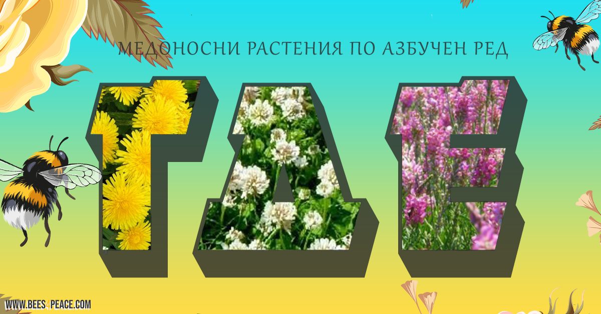 Медоносни растения - ГДЕ