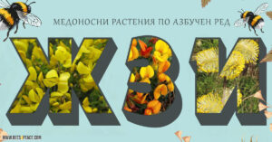Медоносни растения по азбучен ред - жзи
