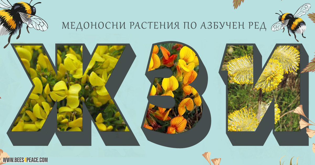 Медоносни растения по азбучен ред - жзи